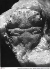 Historisches Foto von Abyssophthalmus mirus (Moericke, 1889) (NHMW-AFW-GEO-BACHMAYER-FOTO-1990-0041-4904)